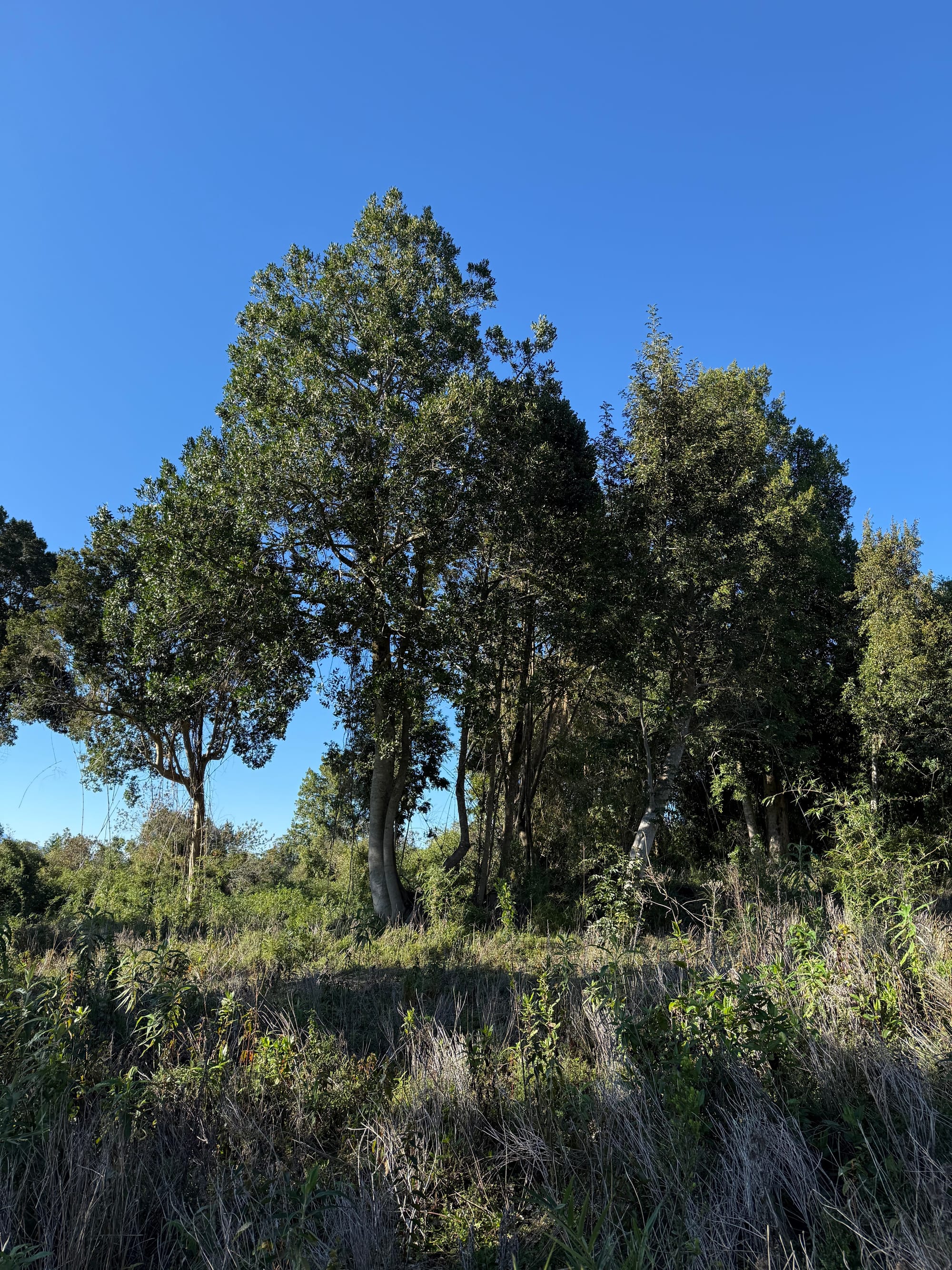 Parcela Avellano | Punta Larga