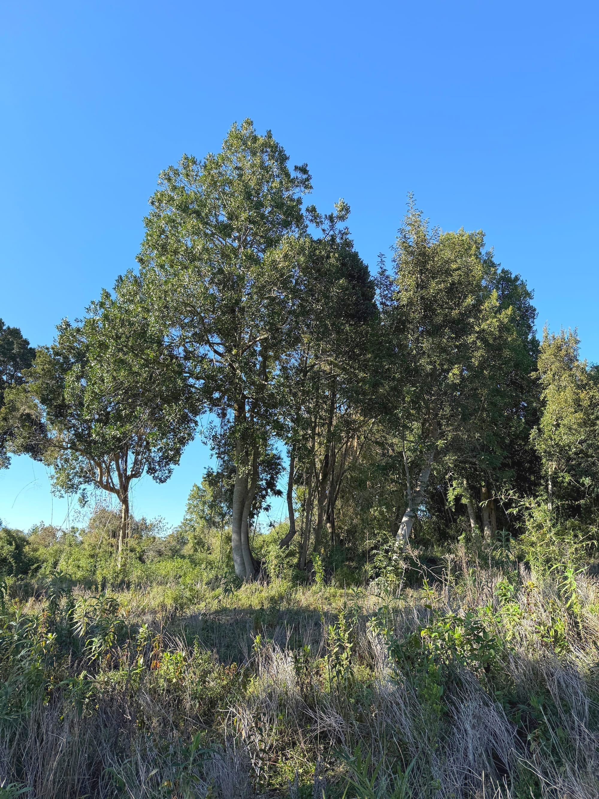 Parcela Avellano | Punta Larga
