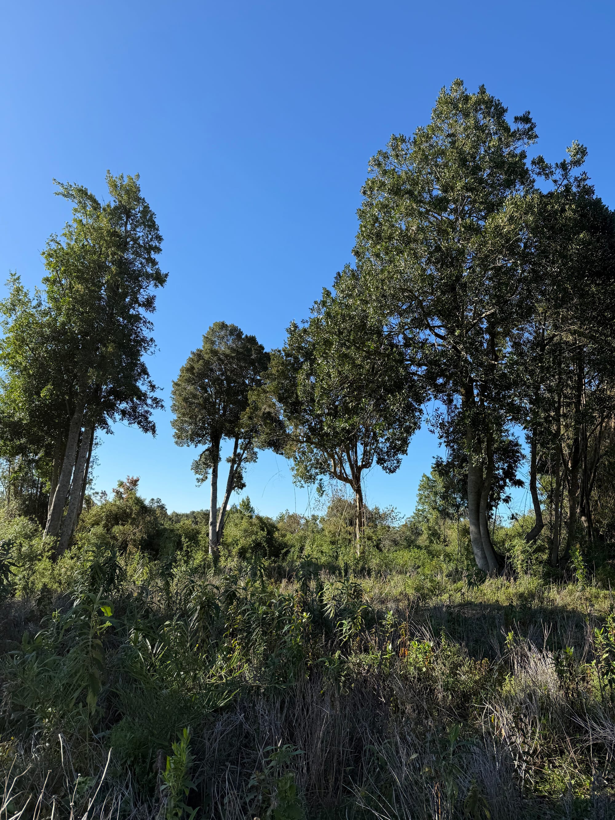 Parcela Avellano | Punta Larga