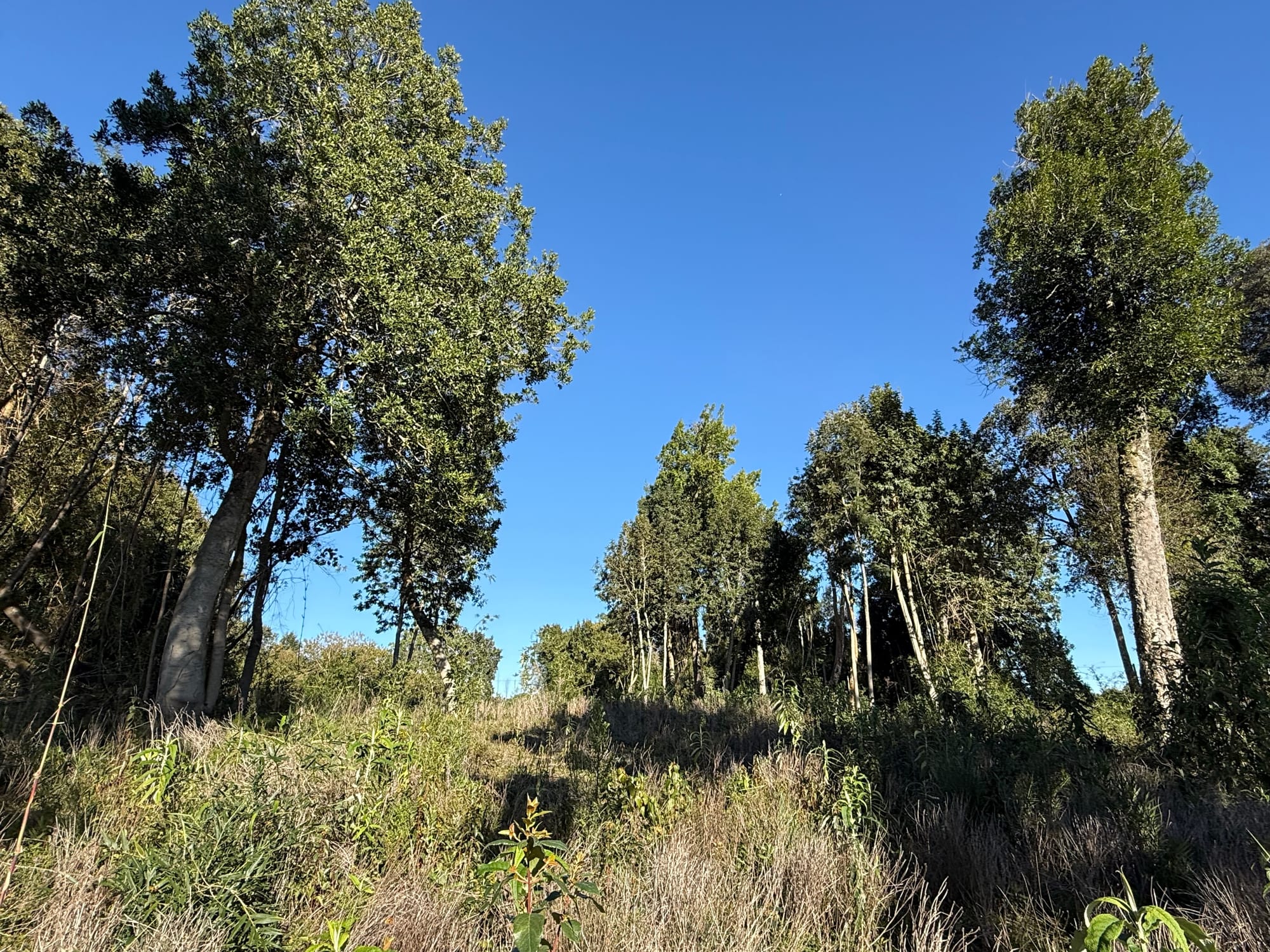 Parcela Avellano | Punta Larga