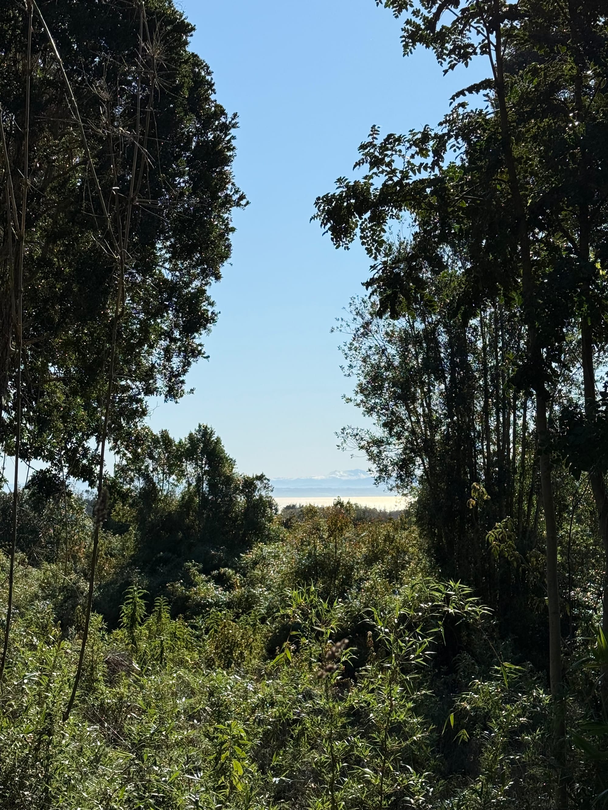 Parcela Avellano | Punta Larga