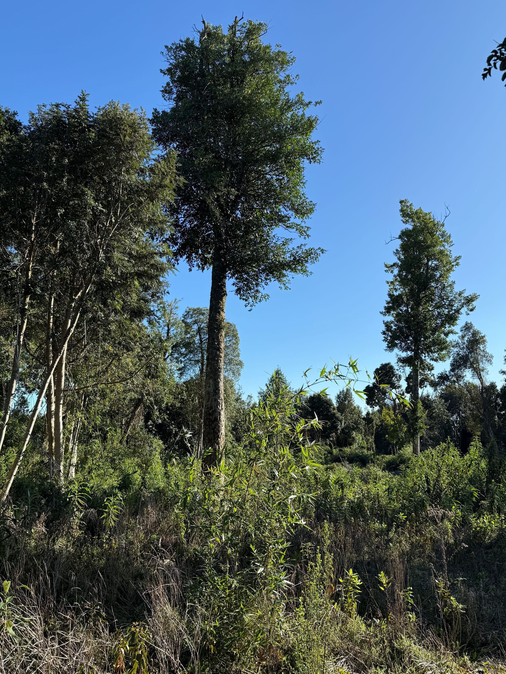 Parcela Avellano | Punta Larga