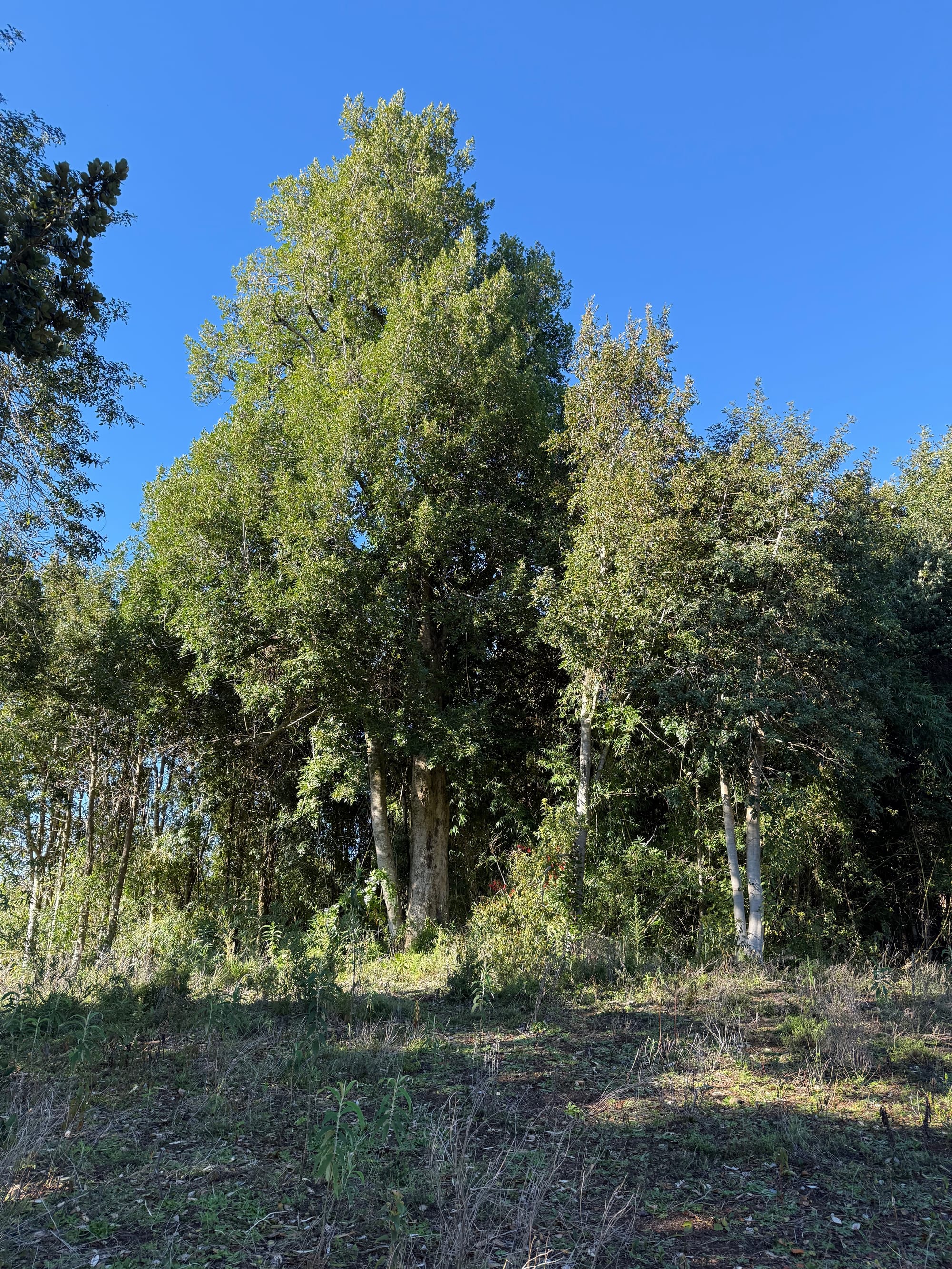 Parcela Avellano | Punta Larga