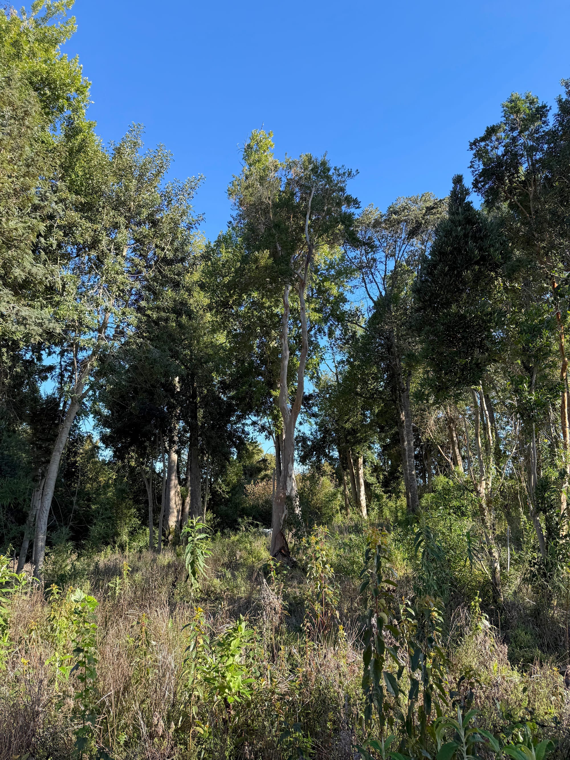 Parcela Avellano | Punta Larga