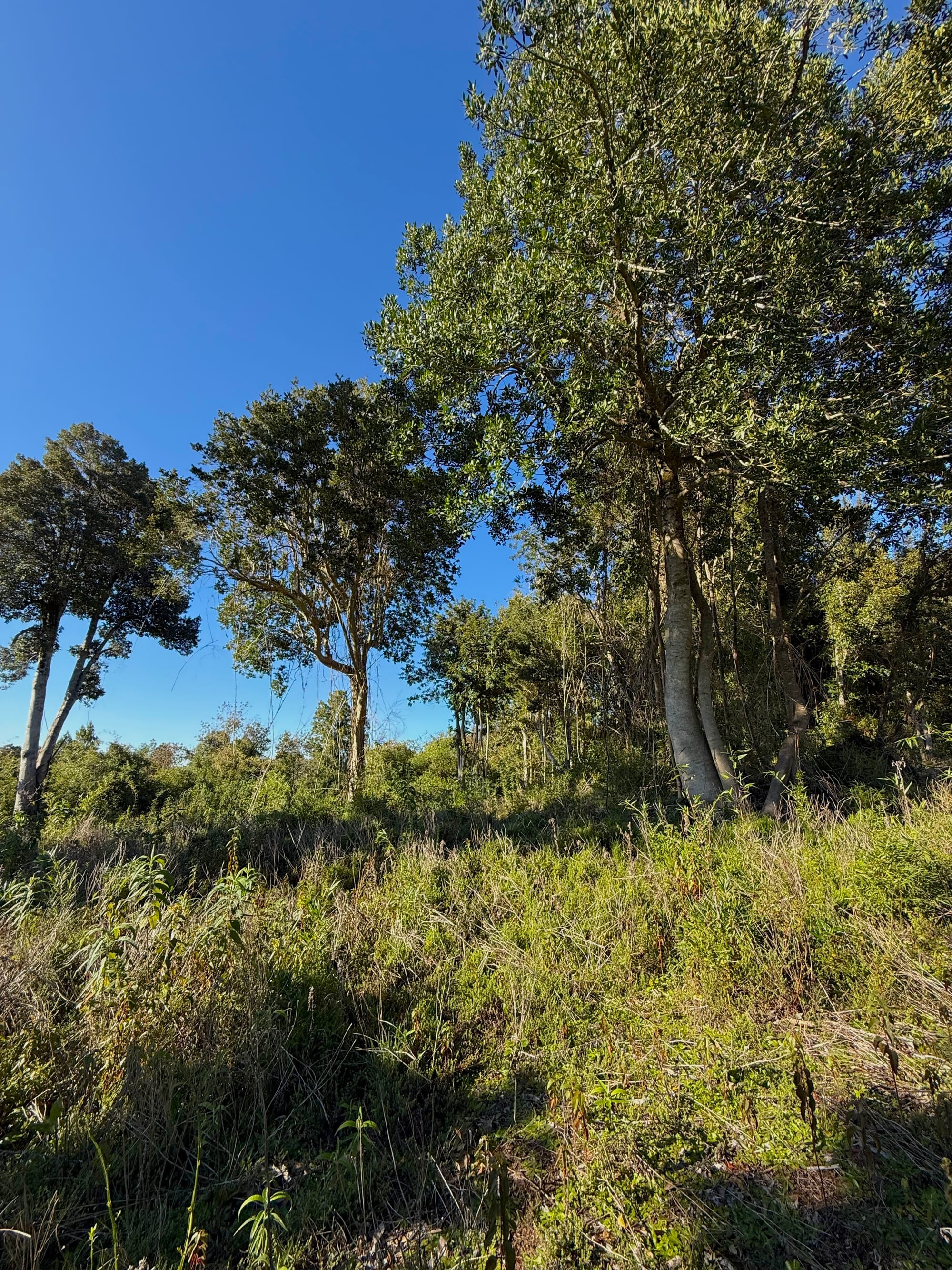 Parcela Avellano | Punta Larga