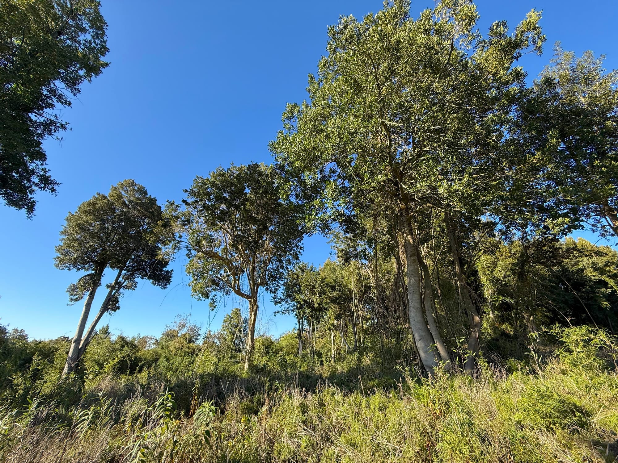Parcela Avellano | Punta Larga