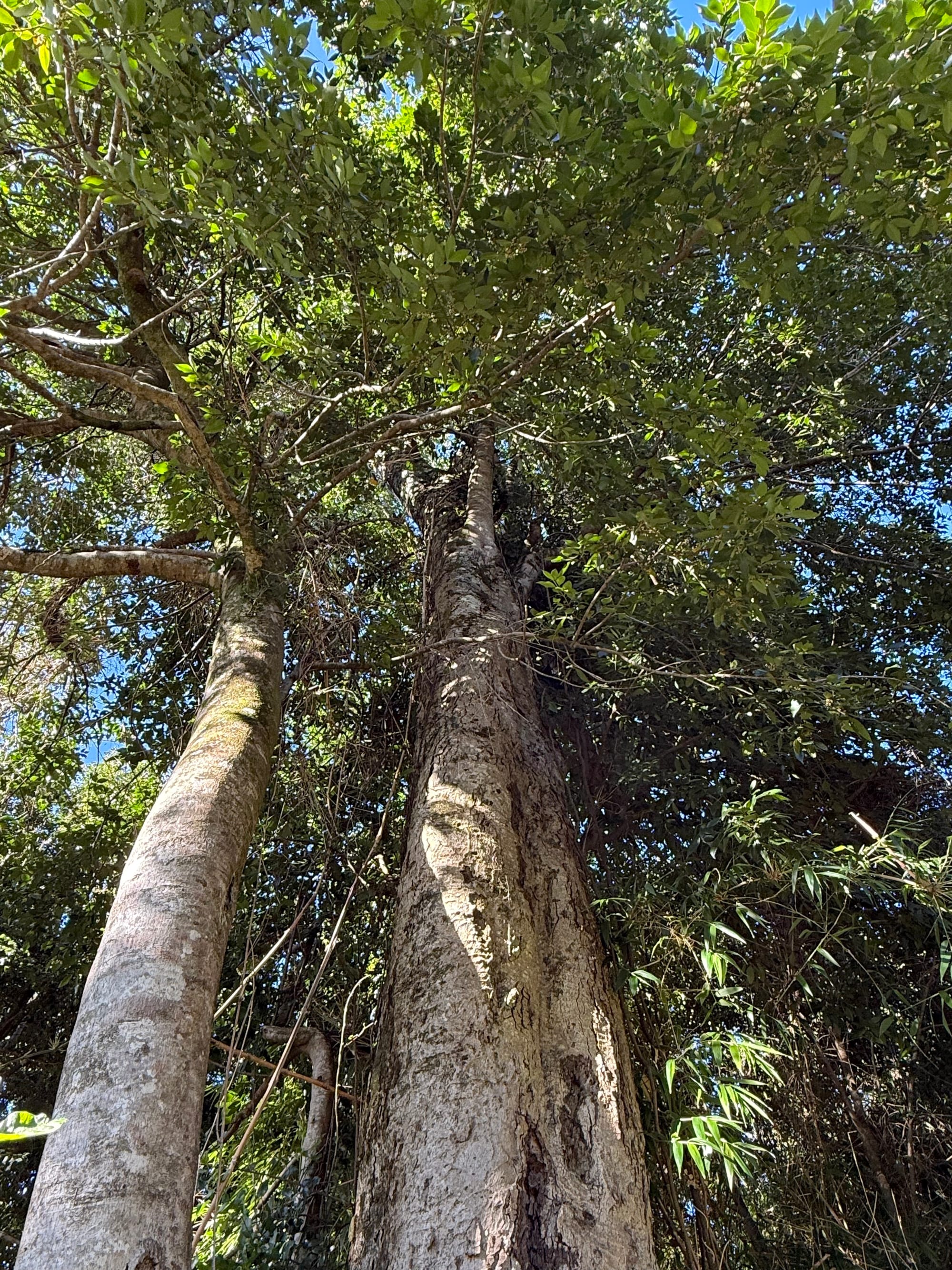 Parcela Avellano | Punta Larga