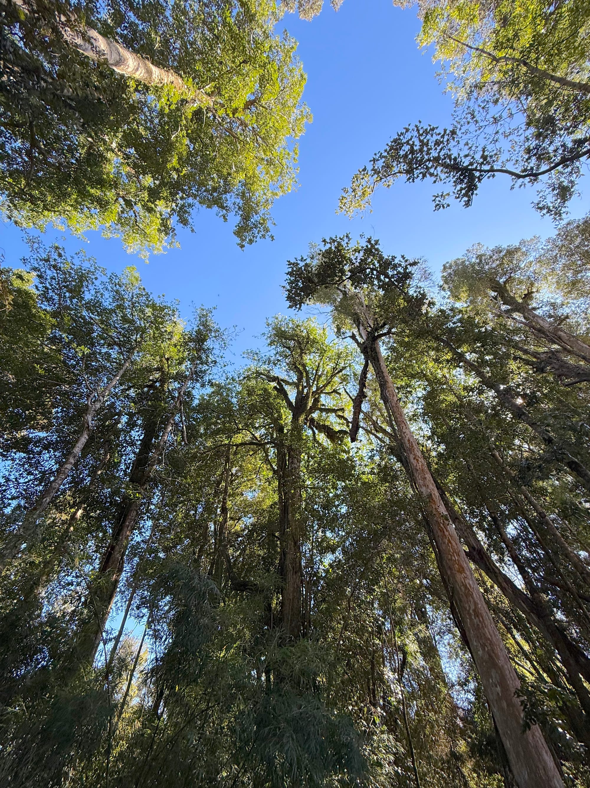 Parcela las Lomas | Puerto Varas