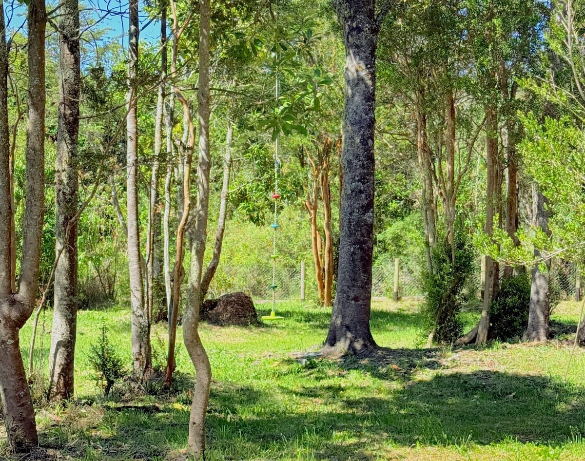 Parcela Entre Árboles  | Frutillar