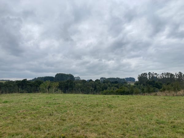 Parcela Vista al bosque | Quebrada Honda