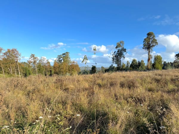 Oportunidad de inversión - Frutillar